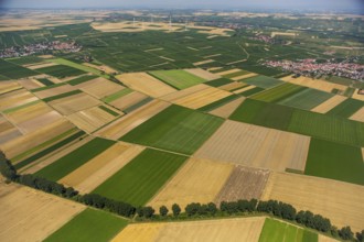 Fields near Mörstadt, agriculture, agriculture, villages, Worms, Rhineland-Palatinate, Germany,