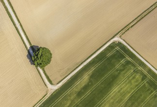 Aerial view of agricultural landscape with a tree at the intersection of two field paths, fields