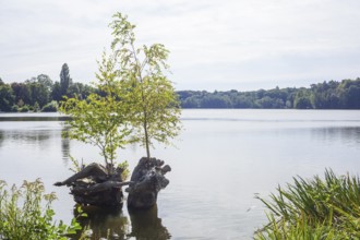 Outer mill pond in Harburg City Park, Harburg, Hamburg, Germany