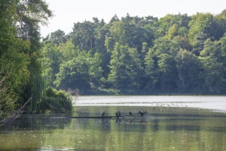 Outer mill pond with herons in Harburg City Park, Harburg, Hamburg, Germany