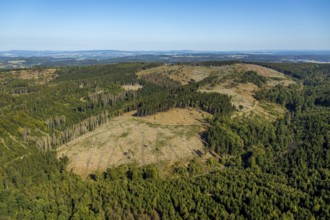 Aerial photo, forest dieback, Teutoburg Forest, Salzmannweg, Buke, Altenbeken, East
