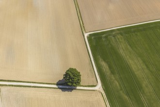 Aerial view, tree in the field, Unterm Trachtenberg, Balve, Sauerland, North Rhine-Westphalia,