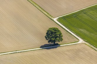 Aerial view, tree in the field, Unterm Trachtenberg, Balve, Sauerland, North Rhine-Westphalia,