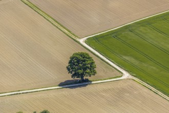 Aerial view, tree in the field, Unterm Trachtenberg, Balve, Sauerland, North Rhine-Westphalia,