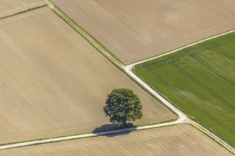 Aerial view, tree in the field, Unterm Trachtenberg, Balve, Sauerland, North Rhine-Westphalia,