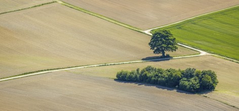 Aerial view, tree in the field, Unterm Trachtenberg, Balve, Sauerland, North Rhine-Westphalia,