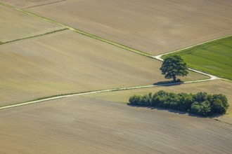 Aerial view, tree in the field, Unterm Trachtenberg, Balve, Sauerland, North Rhine-Westphalia,