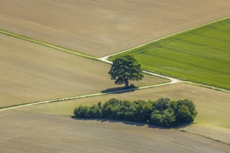 Aerial view, tree in the field, Unterm Trachtenberg, Balve, Sauerland, North Rhine-Westphalia,