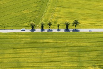 Aerial view, row of trees on country road, federal road 229, Langenholthausen, Balve, Sauerland,