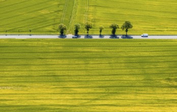 Aerial view, row of trees on country road, federal road 229, Langenholthausen, Balve, Sauerland,