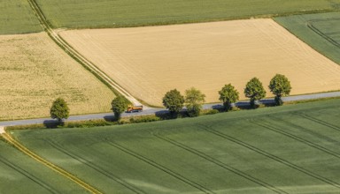 Aerial view, row of trees on a country road, near Garbeck, Balve, Sauerland, North