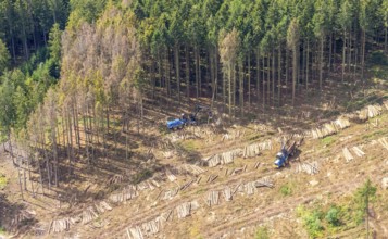 Aerial photo, deforestation, harvester, nature reserve Eidmecketalsystem, Bestwig, Sauerland, North