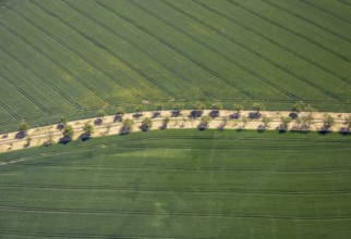 Aerial view, row of trees in the field at Leither Bach, Bochum-Wattenscheid, Ruhr area, North