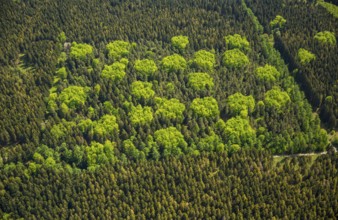 Mixed forest in spring, fresh green, deciduous forest, coniferous forest, Hürtgenwald, Eifel, North