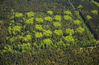 Mixed forest in spring, fresh green, deciduous forest, coniferous forest, Hürtgenwald, Eifel, North