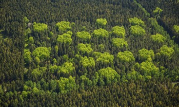 Mixed forest in spring, fresh green, deciduous forest, coniferous forest, Hürtgenwald, Eifel, North