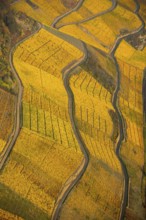 Rhine valley on the left bank of the Rhine with vineyards and autumn leaves, steep vineyards, paths