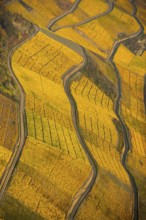 Rhine valley on the left bank of the Rhine with vineyards and autumn leaves, steep vineyards, paths