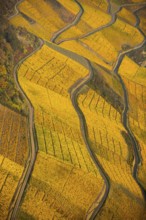 Rhine valley on the left bank of the Rhine with vineyards and autumn leaves, steep vineyards, paths