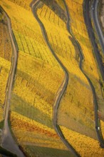Rhine valley on the left bank of the Rhine with vineyards and autumn leaves, steep vineyards, paths