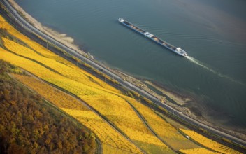Rhine valley on the left bank of the Rhine with vineyards and autumn leaves, steep vineyards, paths
