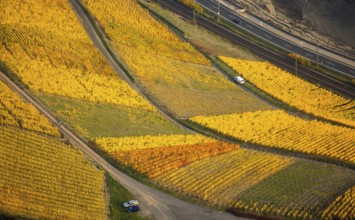 Rhine valley on the left bank of the Rhine with vineyards and autumn leaves, steep vineyards, paths