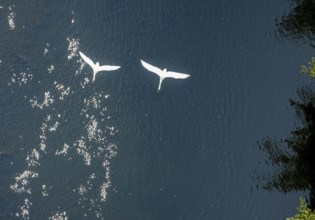Aerial view, swans in flight over the river Ruhr, Volmarstein, weather, Ruhr area, North