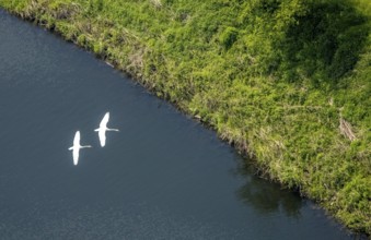 Aerial view, swans in flight over the river Ruhr, Volmarstein, weather, Ruhr area, North