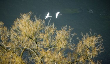 Aerial view, swans in flight over the river Ruhr, Volmarstein, weather, Ruhr area, North