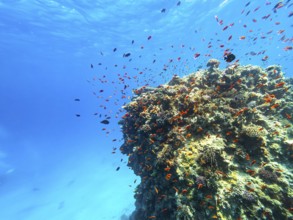 Anthia, Red Sea, Diving, Scuba, Underwater, Fish