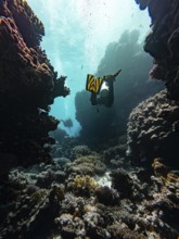 Scuba, diving, red sea, diver, canyon, underwater, landscape