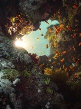 Red Sea, underwater, scuba, coral reef, Egypt, Hurghada, clear water, habitat, ecosystem,
