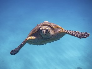 Red Sea, underwater, scuba, coral reef, Egypt, Hurghada, clear water, habitat, ecosystem, turtle,