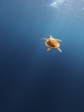 Turtle, sea, blue, open water, calm, relaxed, hawksbill turtle, sea turtle, relaxed, mood, calmness