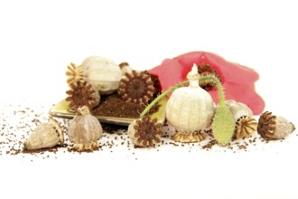 Still life of garden poppies. Capsules and seeds