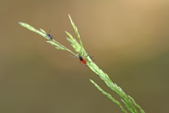 Ticks on the blade of grass. Danger in the bush and garden