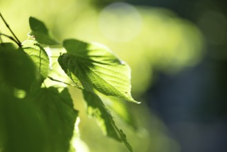 Pale green leaf of a lime tree (Tilia) with light reflections in amospheric sunlight, Cologne,