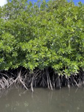 Stilt mangrove (Rhizophora stylosa) stands in lagoon of island in Western Pacific, Pacific Ocean,