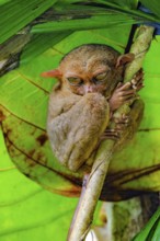 Nocturnal Philippine tarsier (Carlito syrichta), synonym tarsier sitting in sleeping tree,