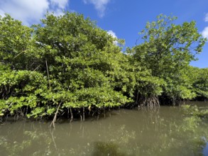 Stilt mangrove (Rhizophora stylosa) stands in lagoon of island in Western Pacific, Pacific Ocean,