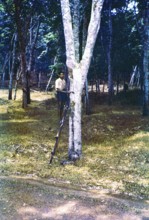 Male rubber tapper standing on ladder next to tree, Malaya, Malaysia, south east Asia 1963