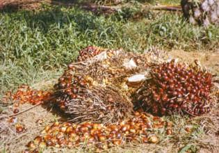 Oil palm fruit, Elaeis guineensis, lying on ground, Malaya, Malaysia, south east Asia 1963