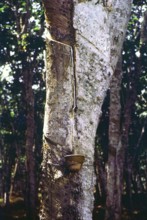 Latex flowing down groove cut into trunk of rubber tree, Malaya, Malaysia, south east Asia 1963