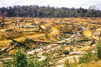 Jungle rainforest area of trees felled to make clearance for rubber planting, border Pahang and