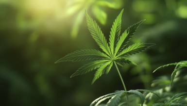 Medical Cannabis With A Marijuana Hemp Leaf Symbol - A Symbol Of Health And Healing Using Natural