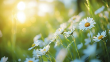 Tranquil Meadow Landscape With Soft Focus Daisy And Vibrant Foliage: A Serene Spring And Summer