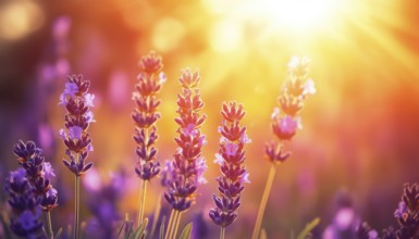 Close-Up Of A Lavender Field Bathed In Sunlight Under An Orange-Gold Sky, With Artistic Sun Rays