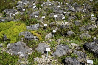 Rock garden with vegetables and herbs, botanical garden Münster, North Rhine-Westphalia, Germany