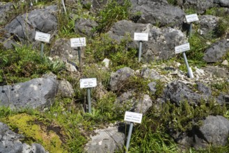 Rock garden with vegetables and herbs, botanical garden Münster, North Rhine-Westphalia, Germany