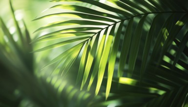 Exotic Abstract Natural Green Lush Tropical Palm Leaf Closeup With Shadows In Dark Tone -